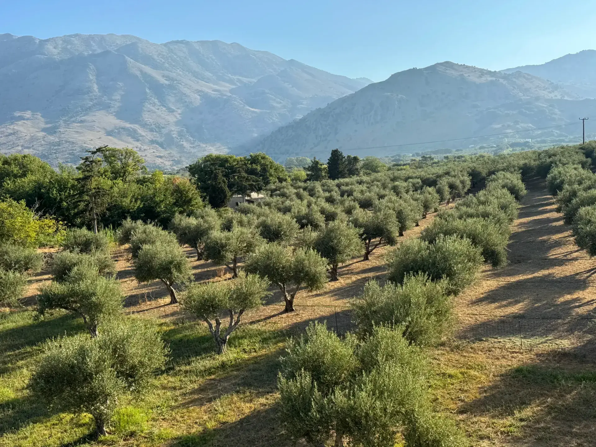 Nonos Olive Oil Farm Overlooking Olive Trees
