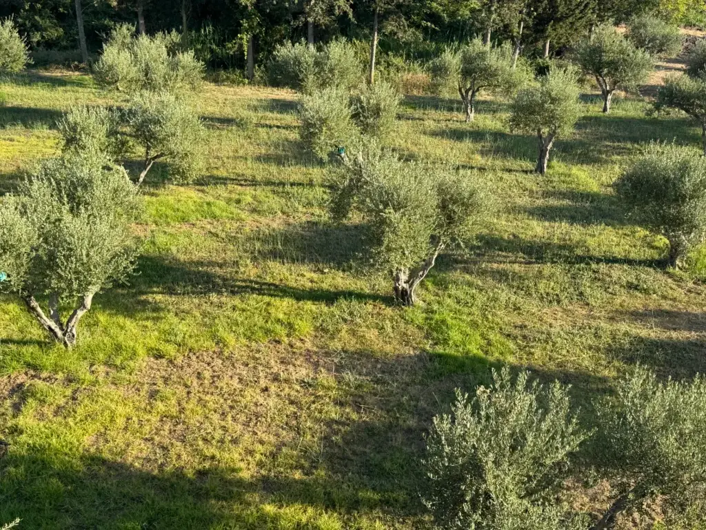 Nonos Olive Oil Trees in a row