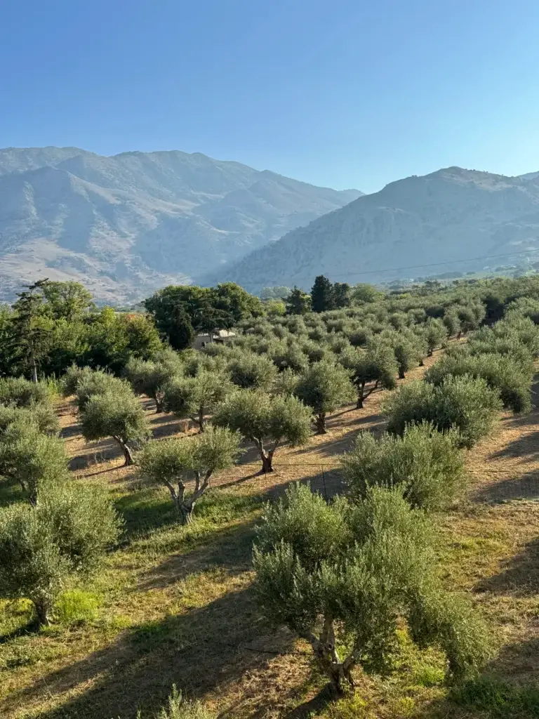 Nonos Olive Oil Farm Overlooking Olive Trees