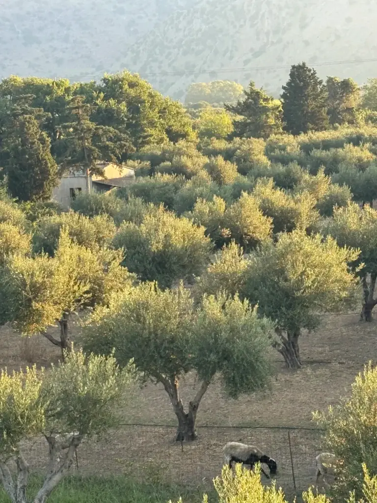 Nonos Olive Oil Grove Farm. Olive Trees