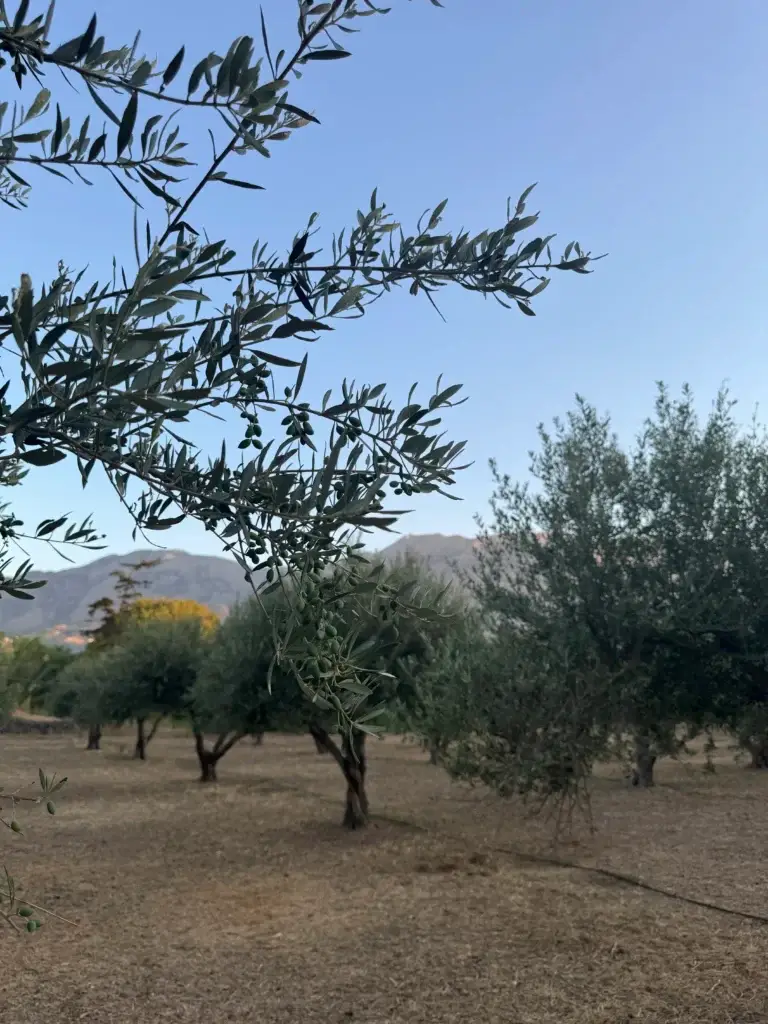 Nonos Olive Oil Olive Tree Scenic