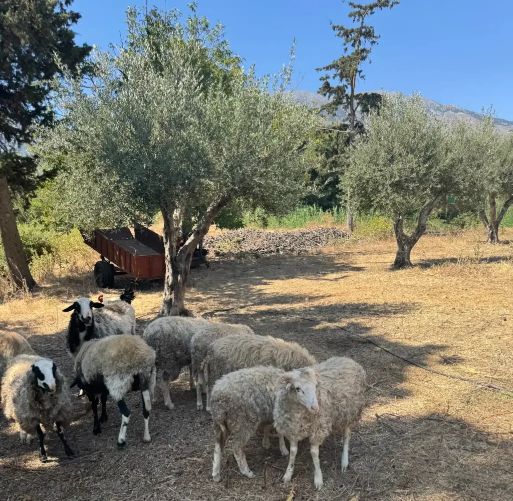 Nonos Olive Oil Farm Animals