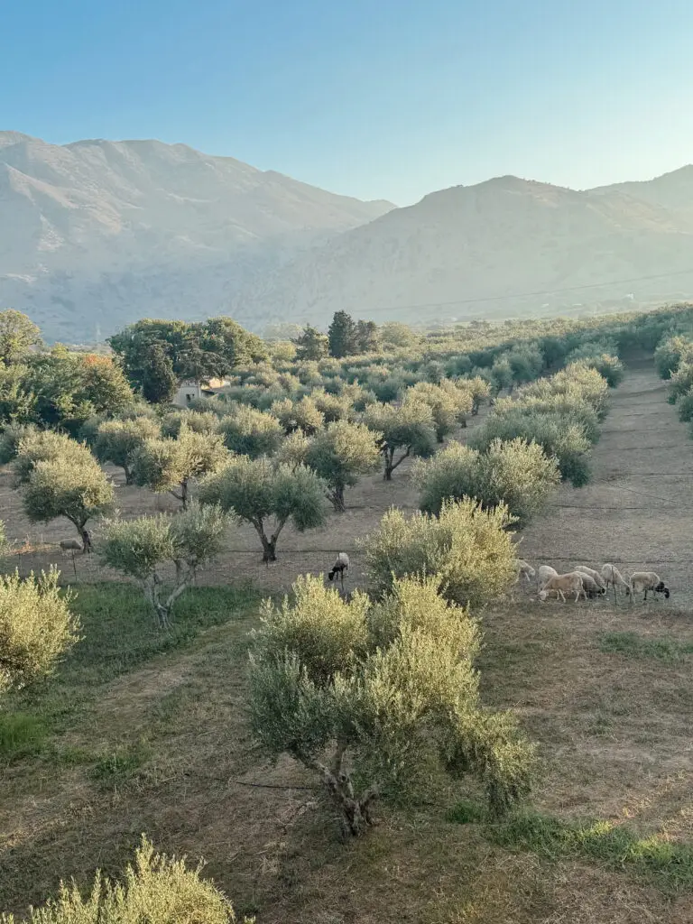 Nonos Olive Oil Grove Farm Trees